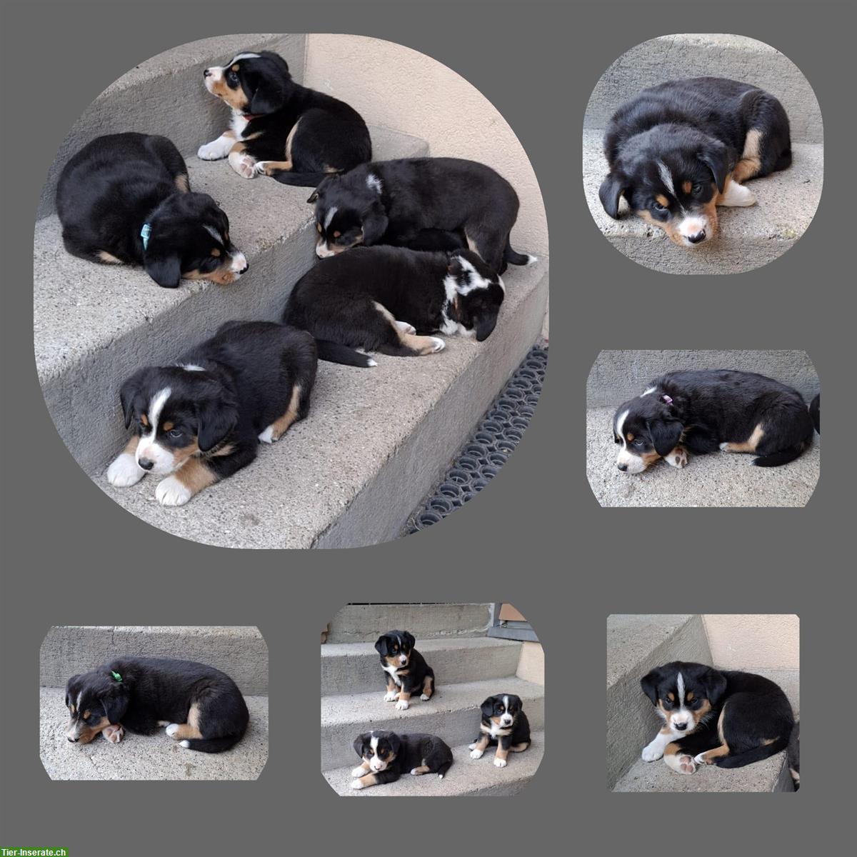Bild 2: Entlebucher Mischlingswelpen zu verkaufen