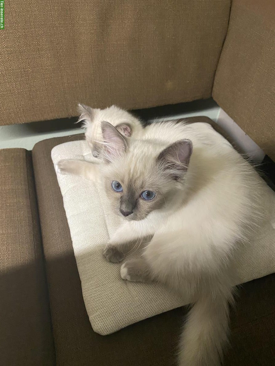 Heilige Birma Kitten, ruhig, verschmust & anhänglich