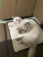 Heilige Birma Kitten, ruhig, verschmust & anhänglich