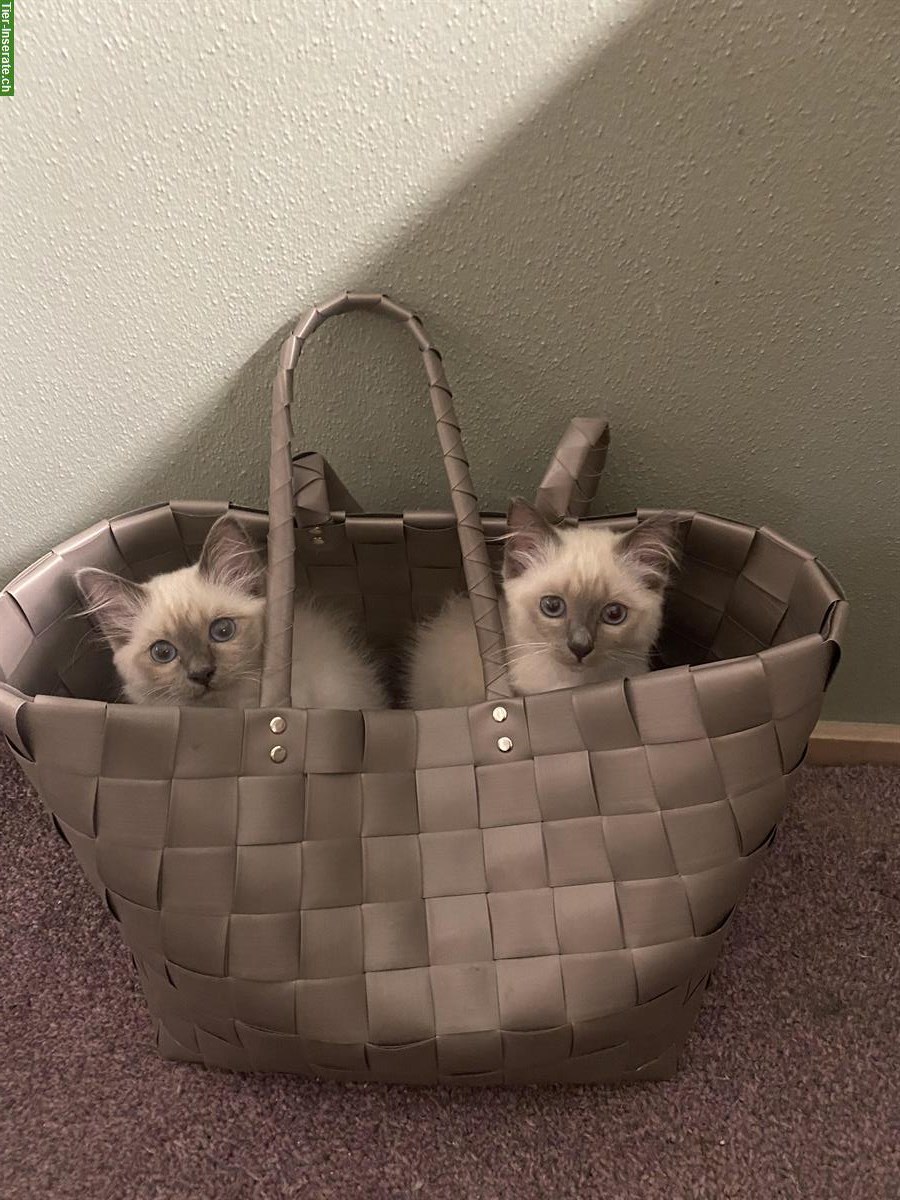 Bild 2: Heilige Birma Kitten, ruhig, verschmust & anhänglich