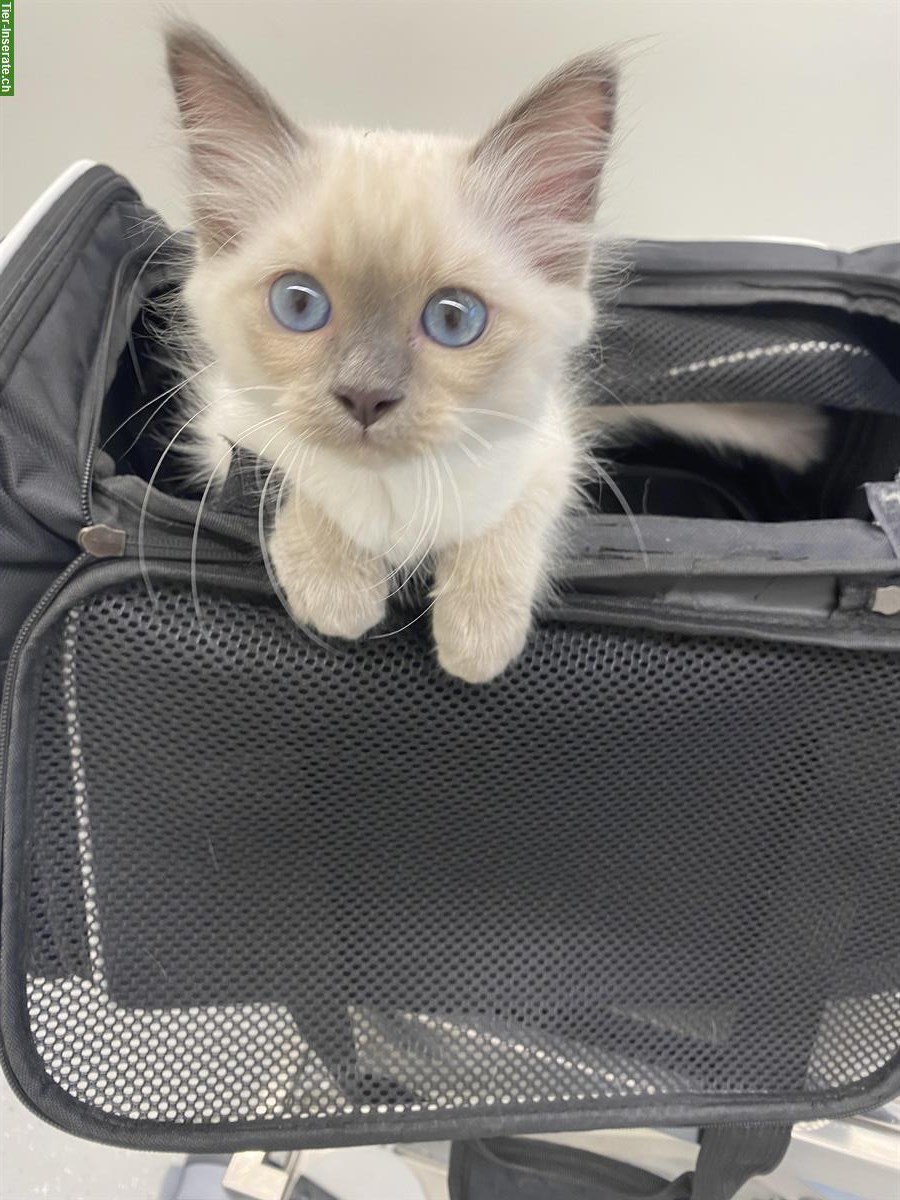 Bild 3: Heilige Birma Kitten, ruhig, verschmust & anhänglich