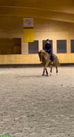 Pferd zum Reiten und Liebhaben gesucht