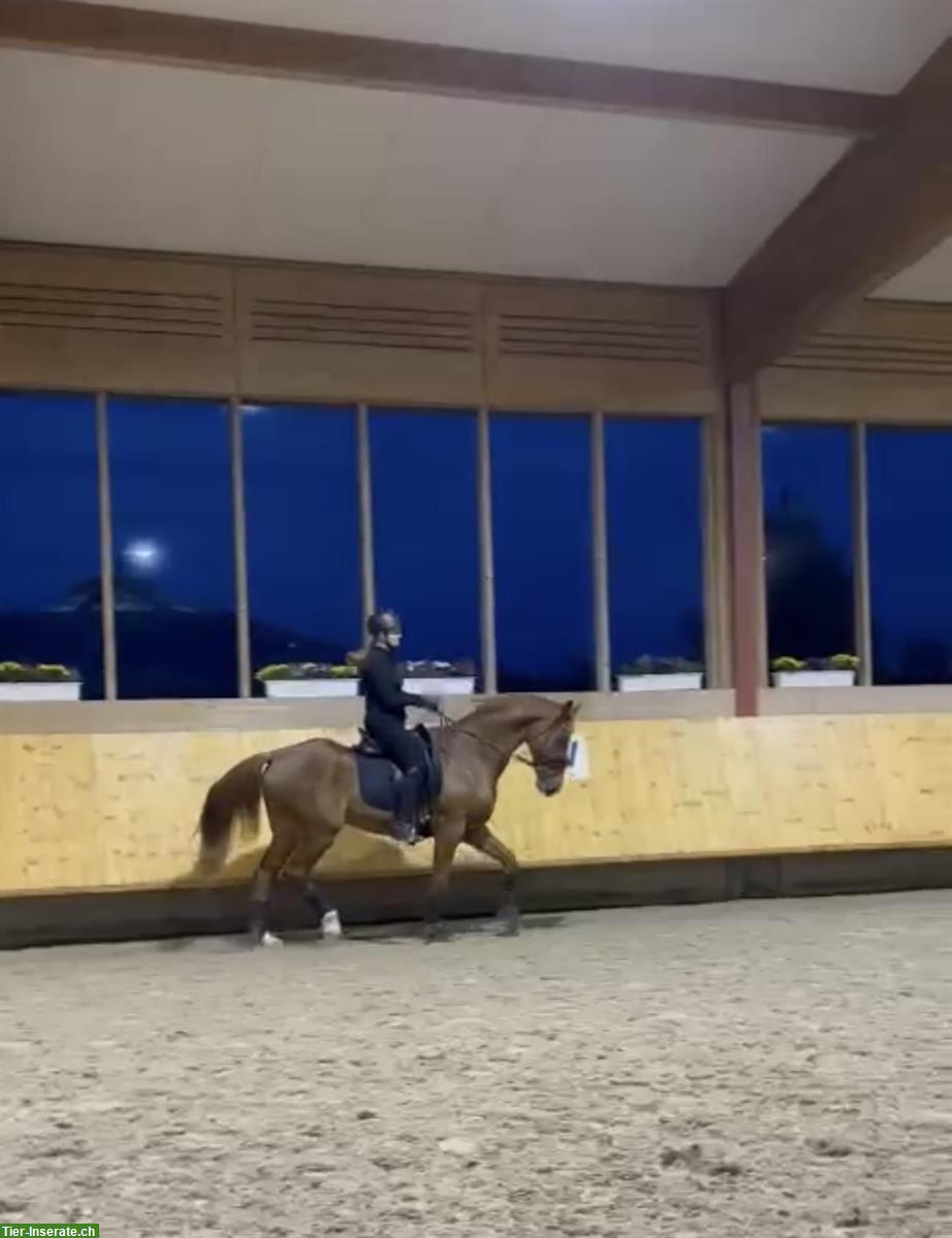 Bild 2: Pferd zum Reiten und Liebhaben gesucht
