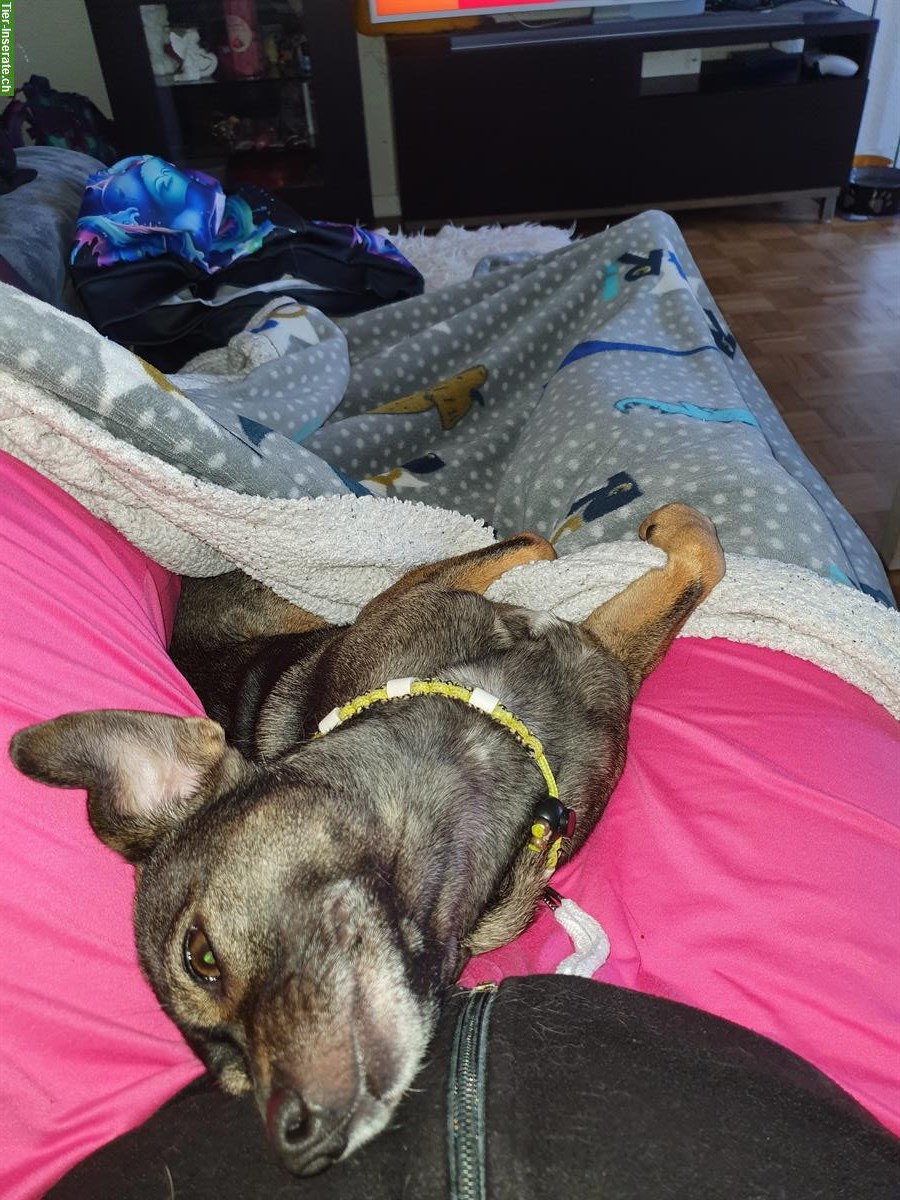 Liebe kleine Chihuahua Mischlingshündin abzugeben