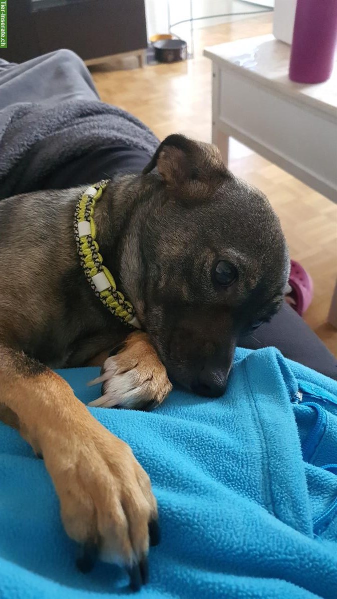 Bild 2: Liebe kleine Chihuahua Mischlingshündin abzugeben