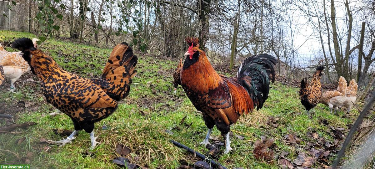 Bild 2: Tiroler Junghennen kaufen: Gold-Schwarz & Chamois-Weiss getupft