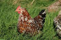 Schwedische Blumenhuhn-Legehennen zu verkaufen