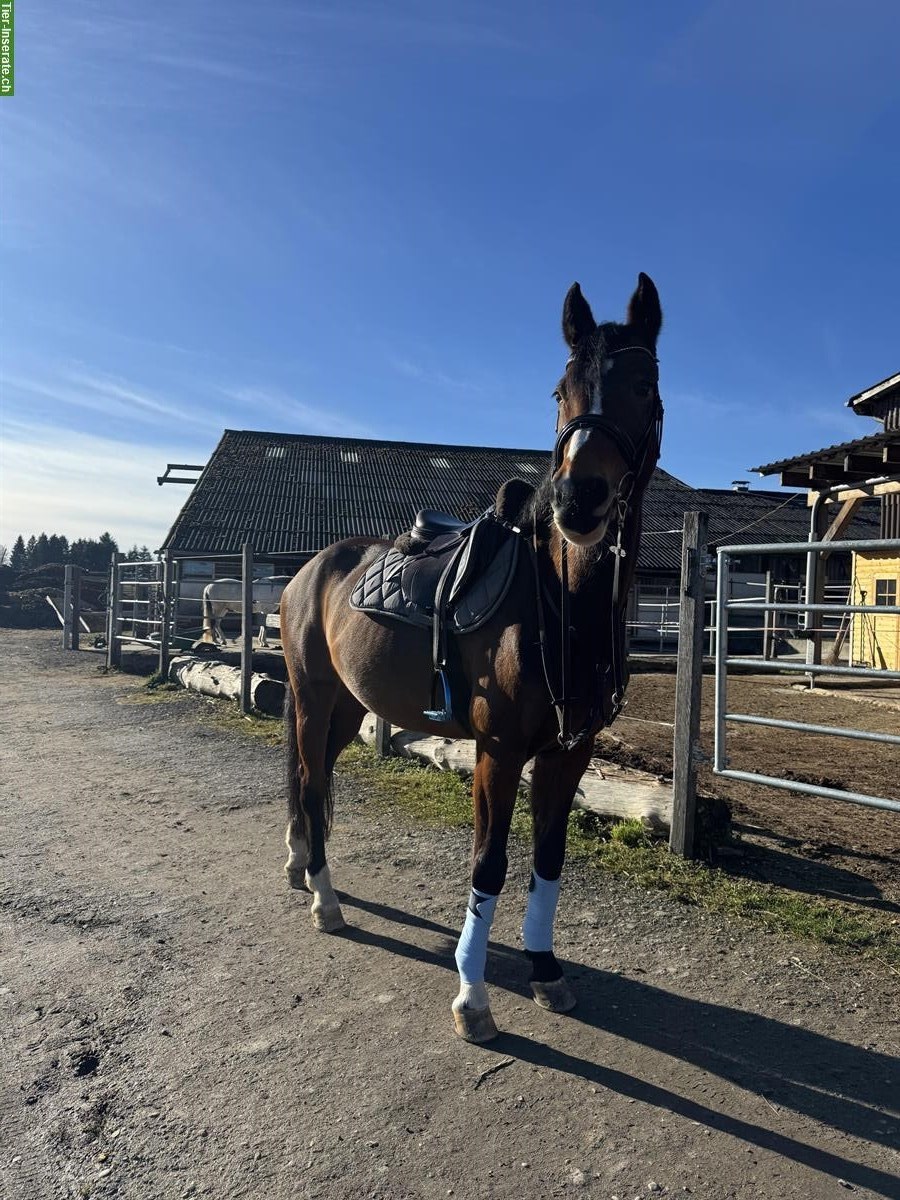 CH-Warmblut Stute als Freizeitpferd / Beistellpferd zu verkaufen