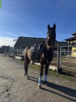 CH-Warmblut Stute als Freizeitpferd / Beistellpferd zu verkaufen