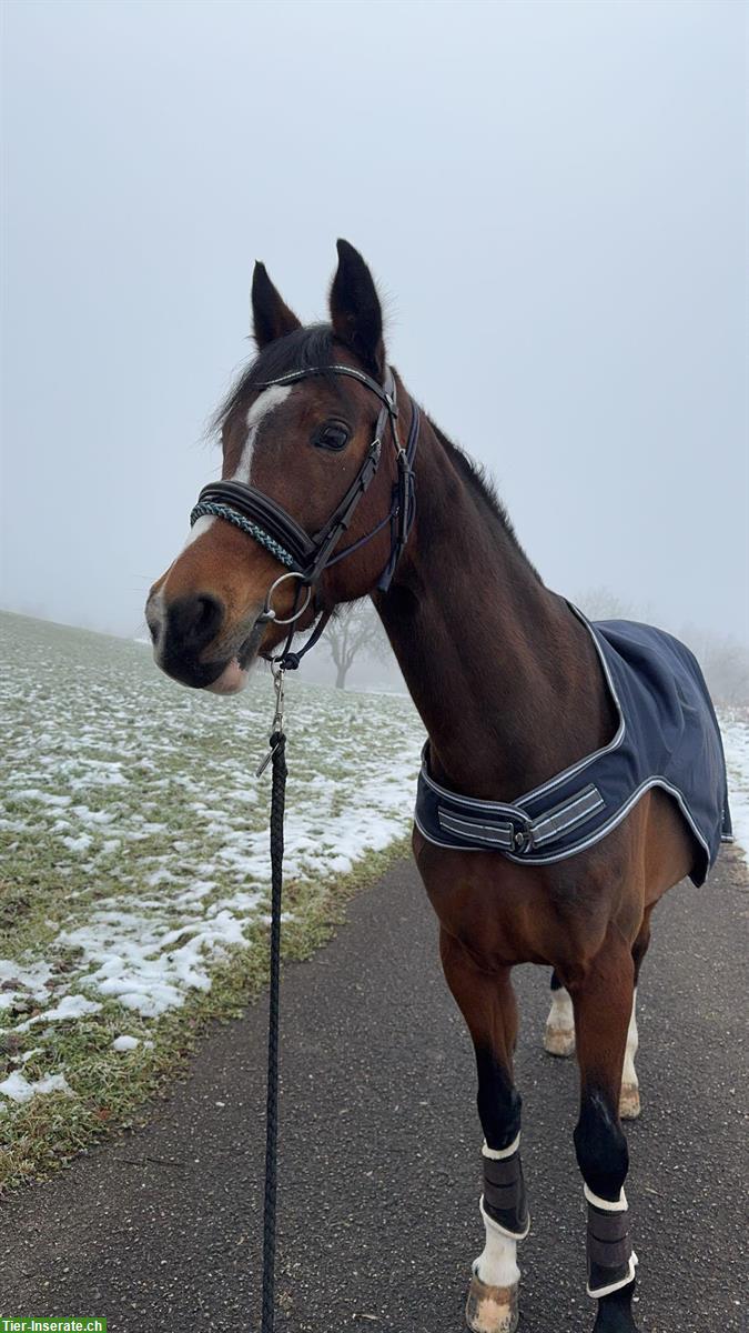 Bild 2: CH-Warmblut Stute als Freizeitpferd / Beistellpferd zu verkaufen
