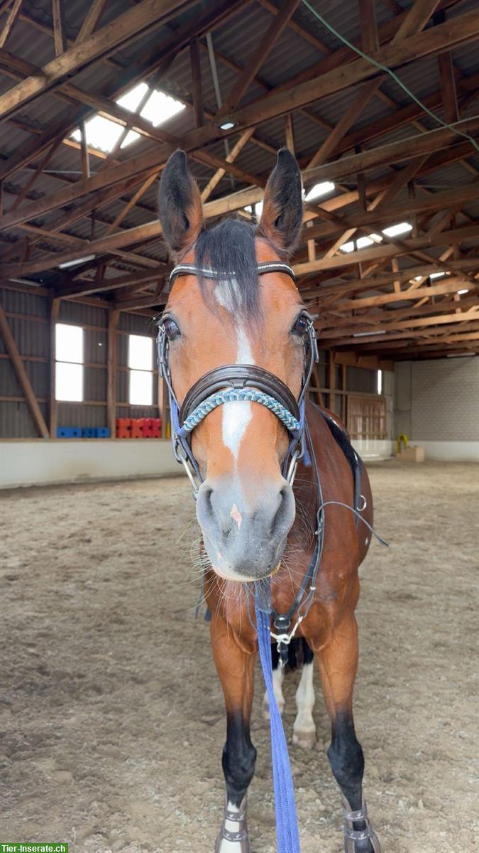 Bild 3: CH-Warmblut Stute als Freizeitpferd / Beistellpferd zu verkaufen
