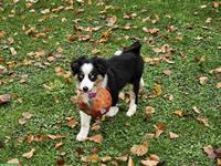 Miniature Australian Shepherd (Mini Aussie) Hündin, 12 Wochen