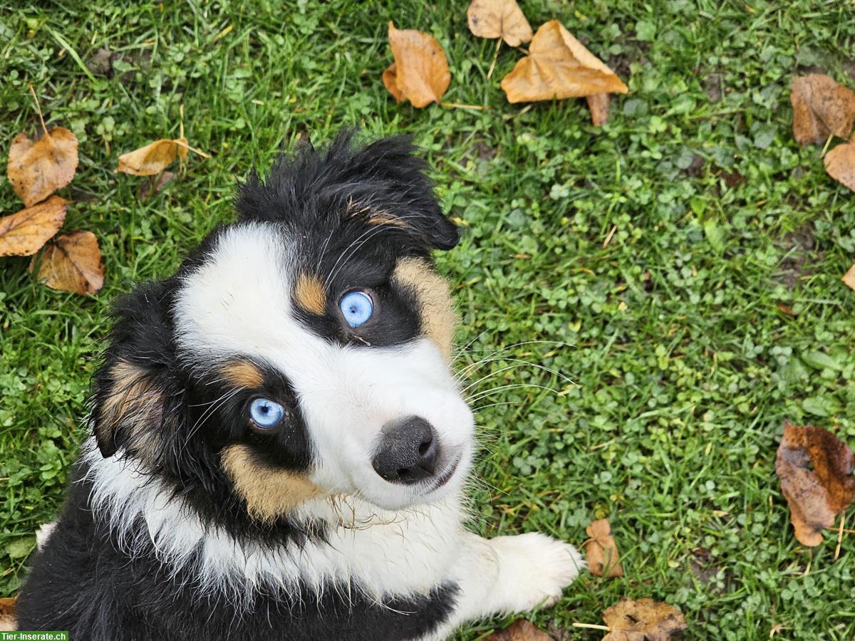 Bild 2: Miniature Australian Shepherd (Mini Aussie) Hündin, 12 Wochen