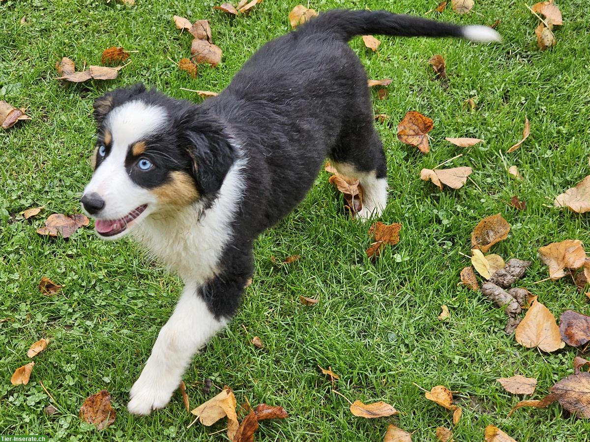 Bild 3: Miniature Australian Shepherd (Mini Aussie) Hündin, 12 Wochen