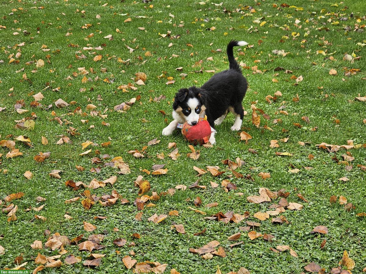 Bild 4: Miniature Australian Shepherd (Mini Aussie) Hündin, 12 Wochen