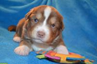 Australian Shepherd Welpen mit zertifizierter Augenuntersuchung