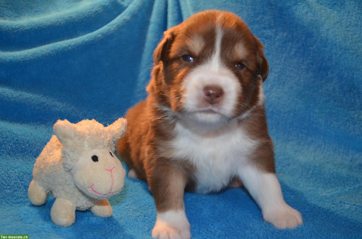 Bild 2: Australian Shepherd Welpen mit zertifizierter Augenuntersuchung