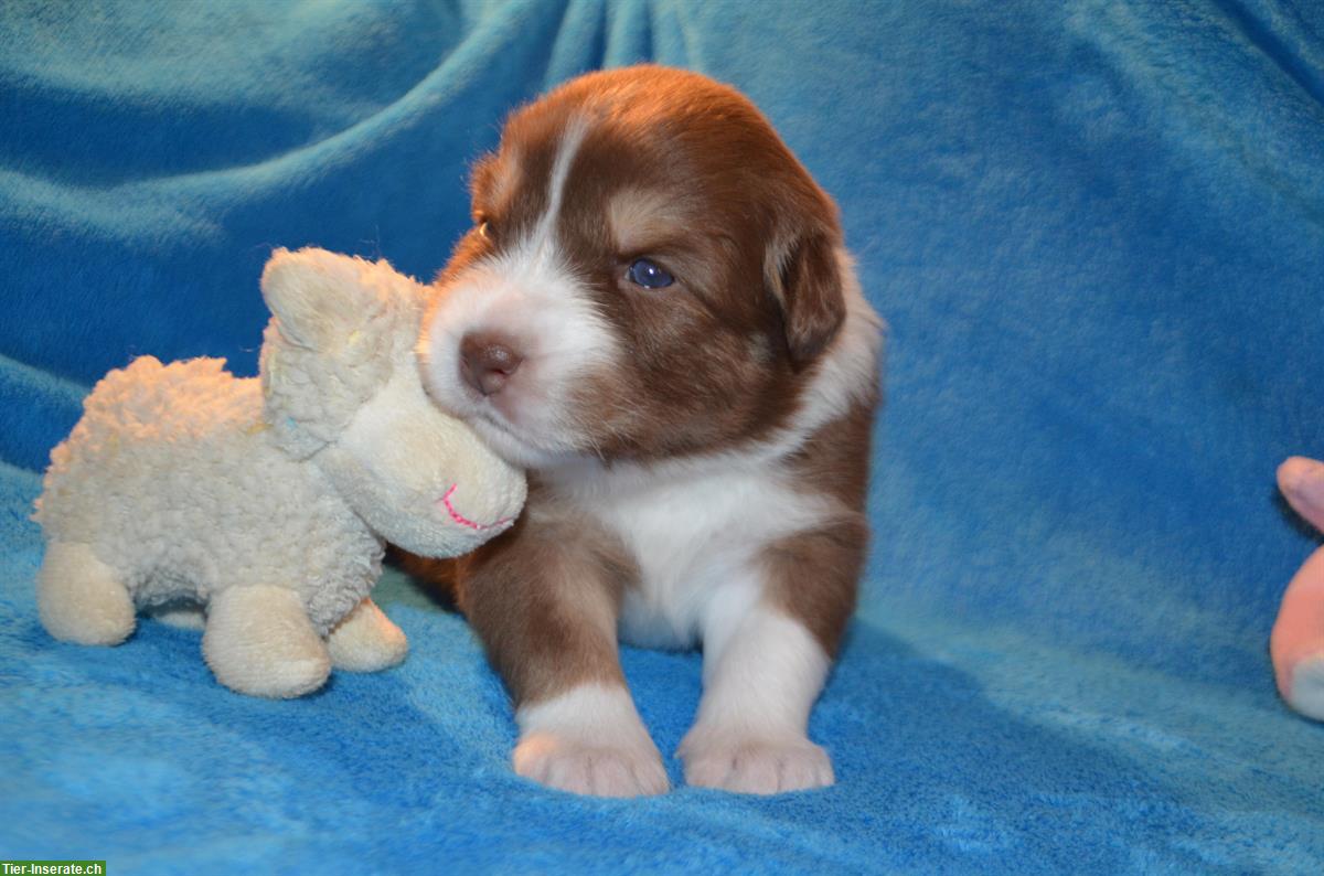 Bild 3: Australian Shepherd Welpen mit zertifizierter Augenuntersuchung