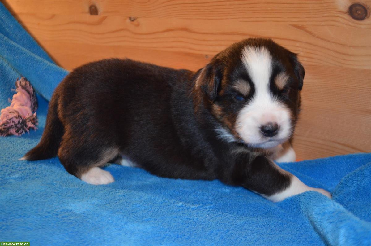 Bild 4: Australian Shepherd Welpen mit zertifizierter Augenuntersuchung