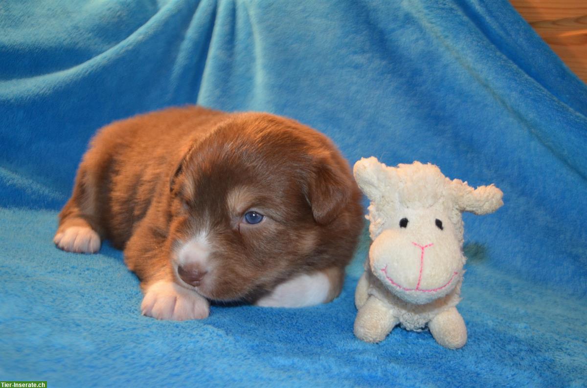 Bild 5: Australian Shepherd Welpen mit zertifizierter Augenuntersuchung