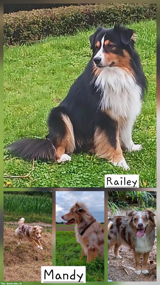 Bild 6: Australian Shepherd Welpen mit zertifizierter Augenuntersuchung