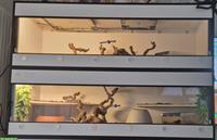 2 Forex Terrarium 150x50x50cm zu verkaufen