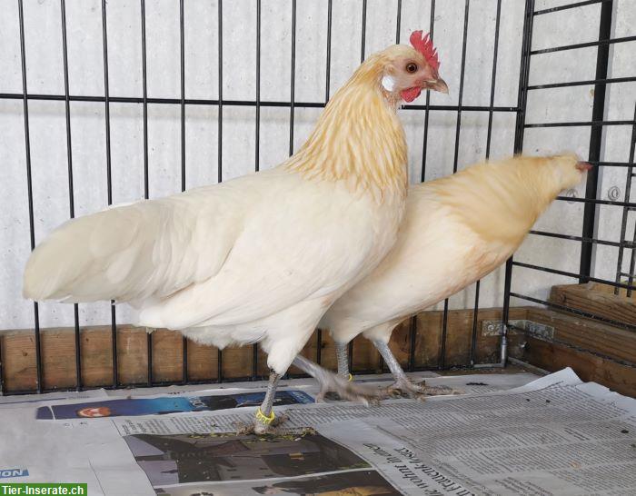 Bild 5: Deutsche Zwerghühner Junghennen und Hähne