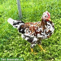 GRATIS: Junger Schwedischer Blumenhuhn Hahn