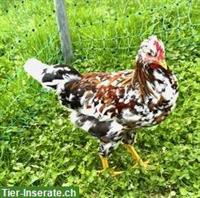 GRATIS: Junger Schwedischer Blumenhuhn Hahn