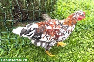 Bild 2: GRATIS: Junger Schwedischer Blumenhuhn Hahn