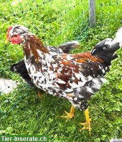 Bild 3: GRATIS: Junger Schwedischer Blumenhuhn Hahn