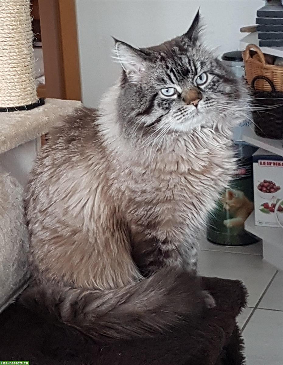 Ragdoll Deckkater Seal Lynx Colourpoint, reinrassig