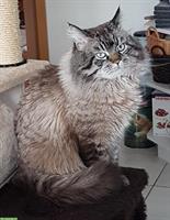 Ragdoll Deckkater Seal Lynx Colourpoint, reinrassig
