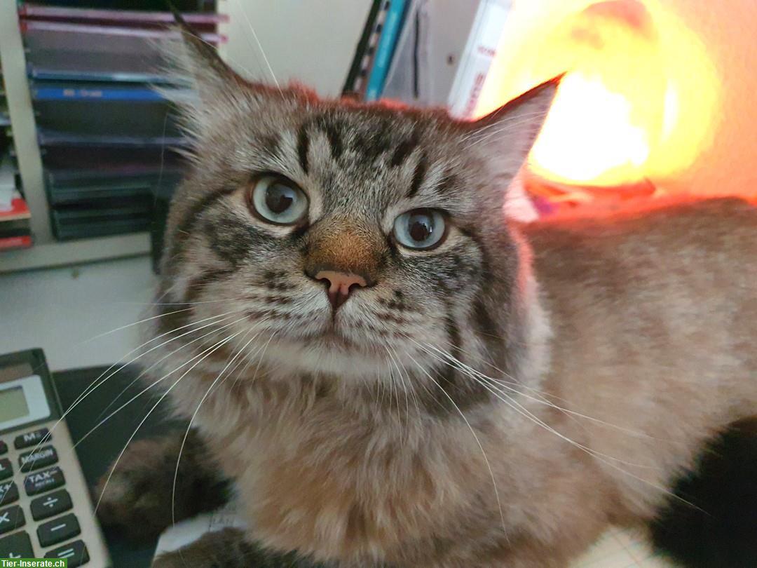 Bild 2: Ragdoll Deckkater Seal Lynx Colourpoint, reinrassig