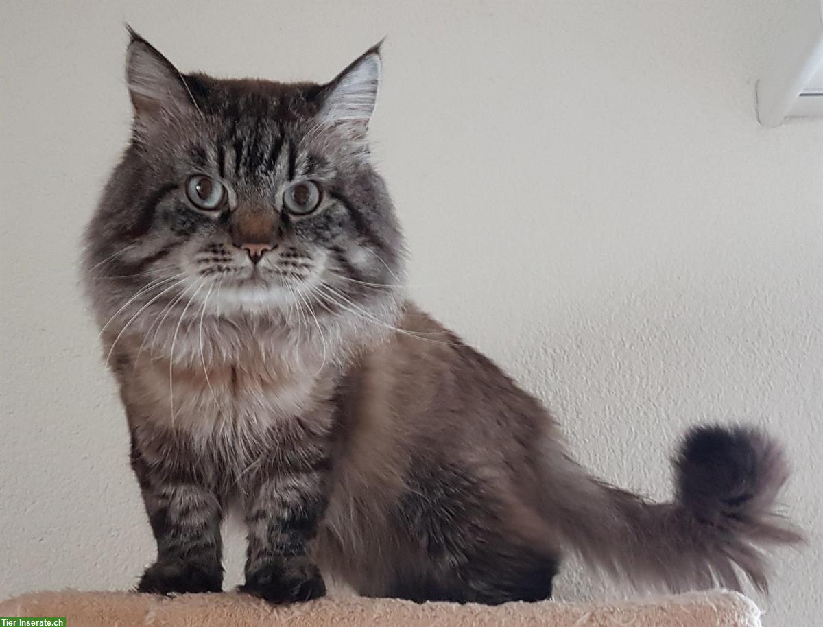 Bild 3: Ragdoll Deckkater Seal Lynx Colourpoint, reinrassig