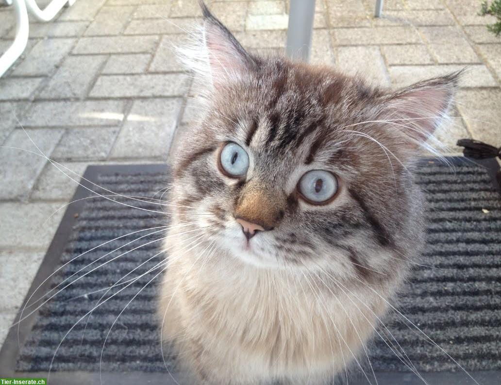 Bild 4: Ragdoll Deckkater Seal Lynx Colourpoint, reinrassig