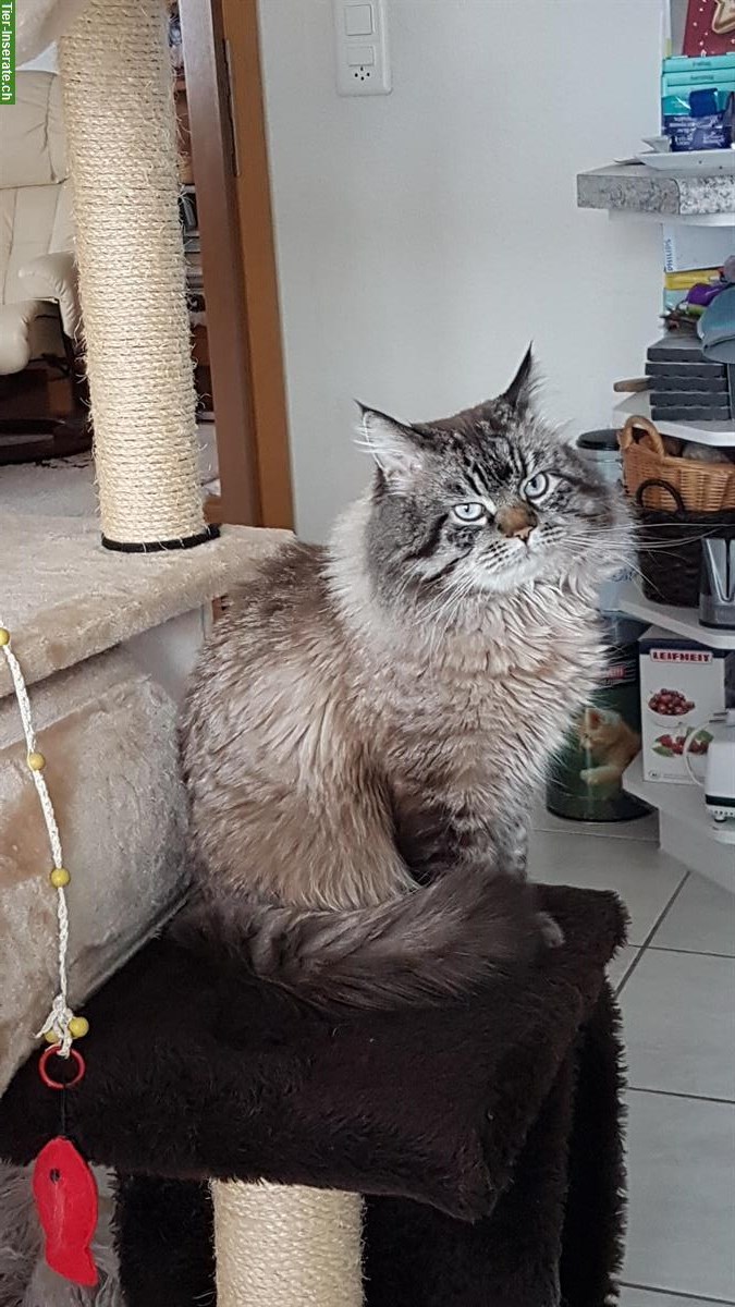Bild 5: Ragdoll Deckkater Seal Lynx Colourpoint, reinrassig