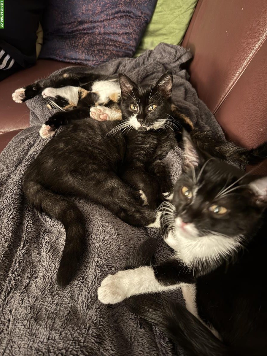 Sehr menschenbezogene Kitten abzugeben