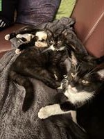 Sehr menschenbezogene Kitten abzugeben