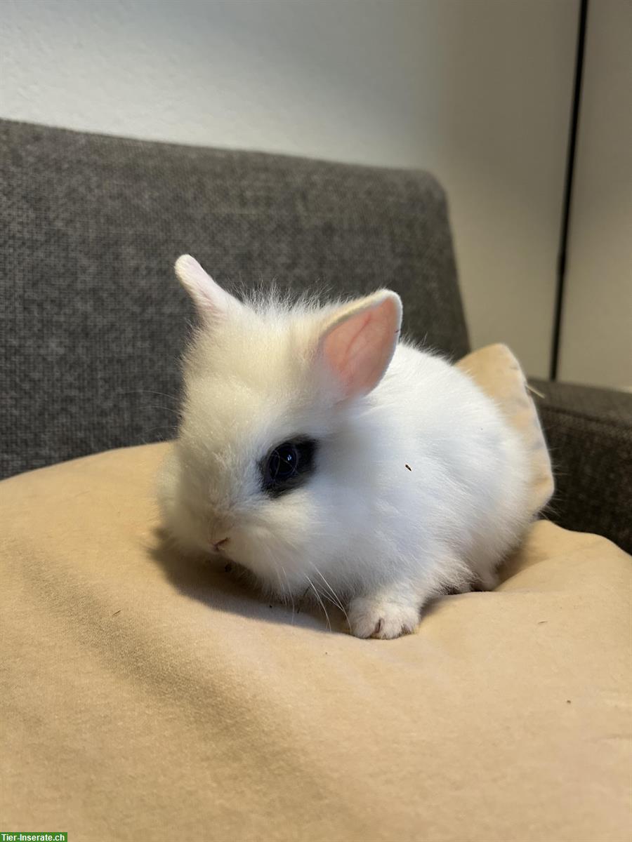 Herzige, kleine Löwenkopf Zwergkaninchen zu verkaufen