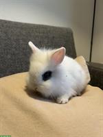 Herzige, kleine Löwenkopf Zwergkaninchen zu verkaufen