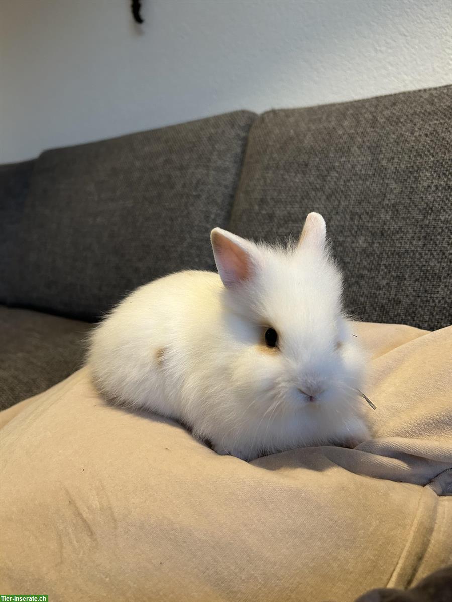 Bild 4: Herzige, kleine Löwenkopf Zwergkaninchen zu verkaufen