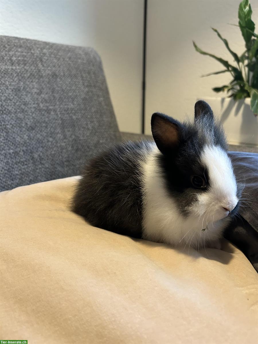 Bild 5: Herzige, kleine Löwenkopf Zwergkaninchen zu verkaufen