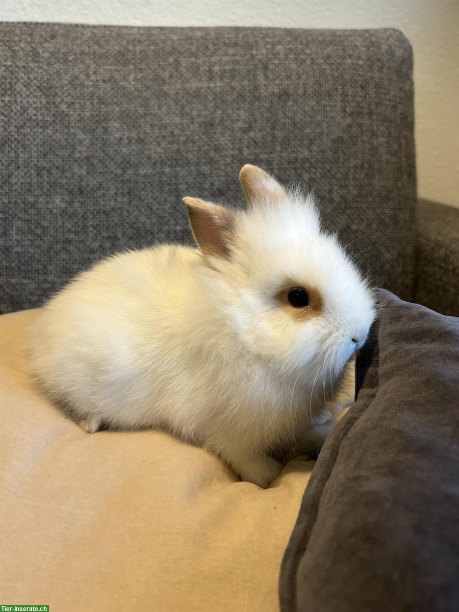 Bild 6: Herzige, kleine Löwenkopf Zwergkaninchen zu verkaufen