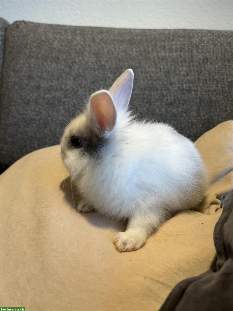 Bild 7: Herzige, kleine Löwenkopf Zwergkaninchen zu verkaufen