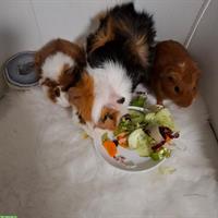 Meerschweinchen Papi mit 2 Söhne zu verkaufen