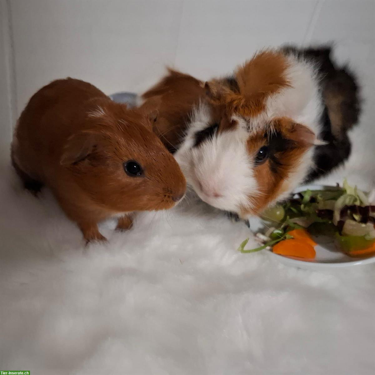 Bild 2: Meerschweinchen Papi mit 2 Söhne zu verkaufen
