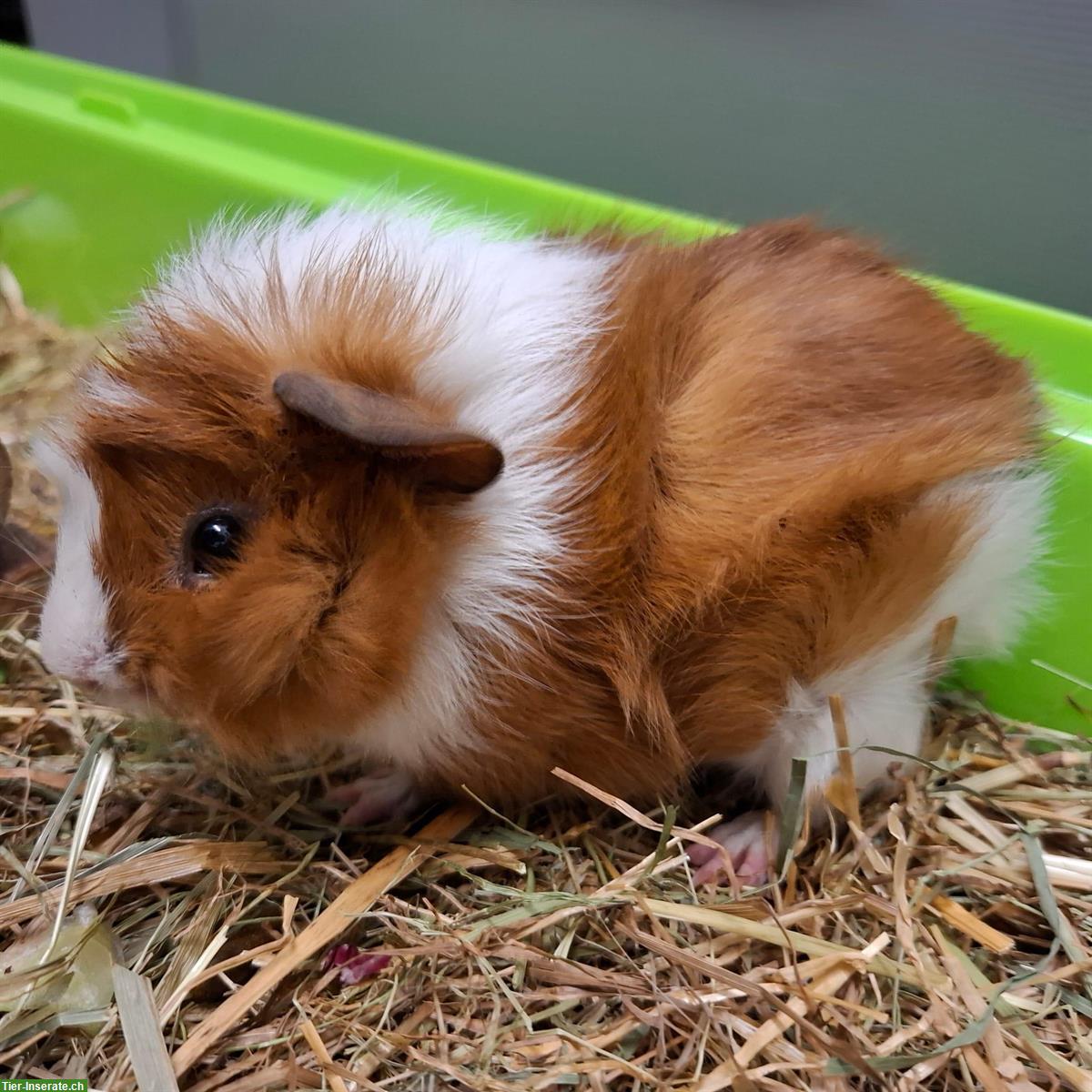 Bild 3: Meerschweinchen Papi mit 2 Söhne zu verkaufen