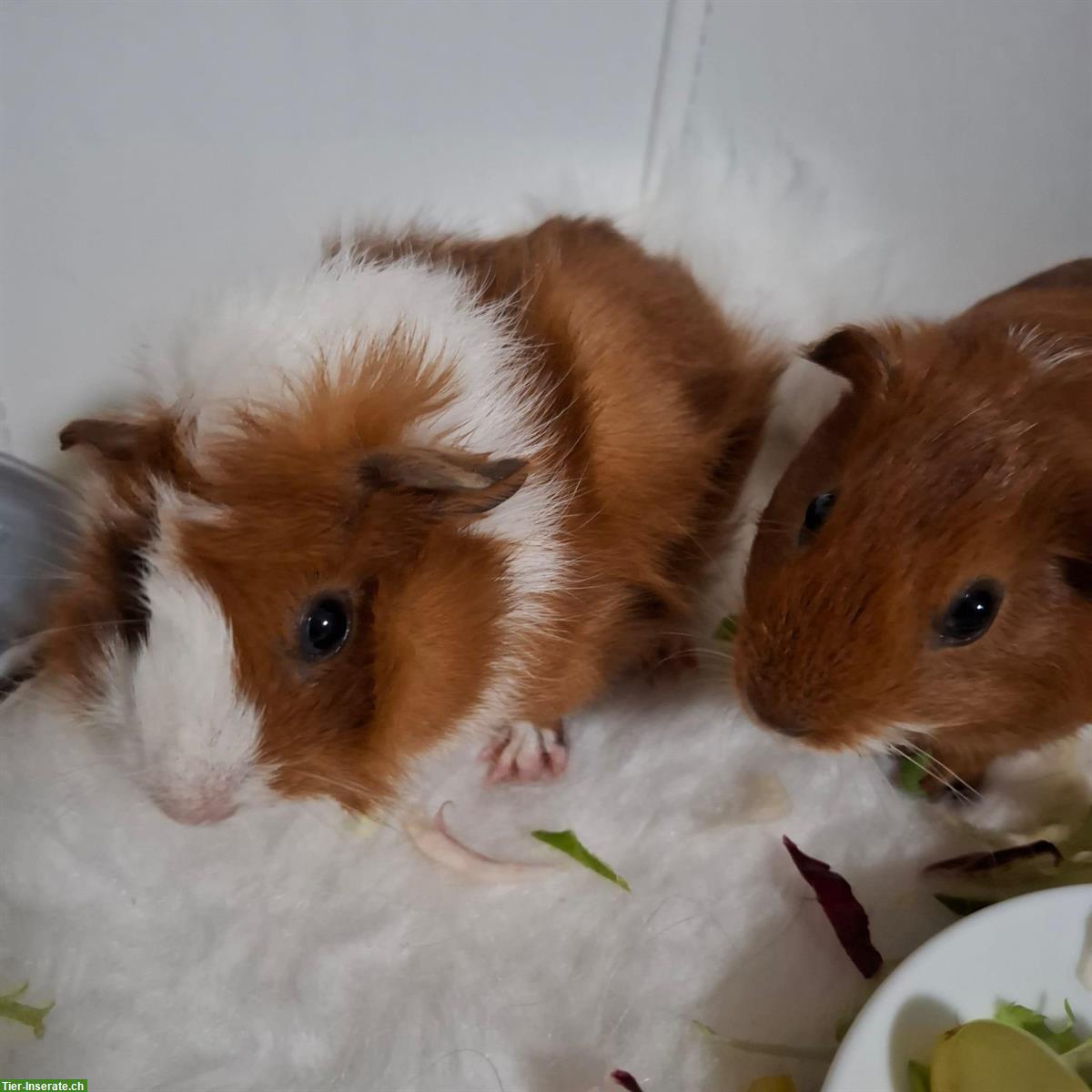 Bild 4: Meerschweinchen Papi mit 2 Söhne zu verkaufen