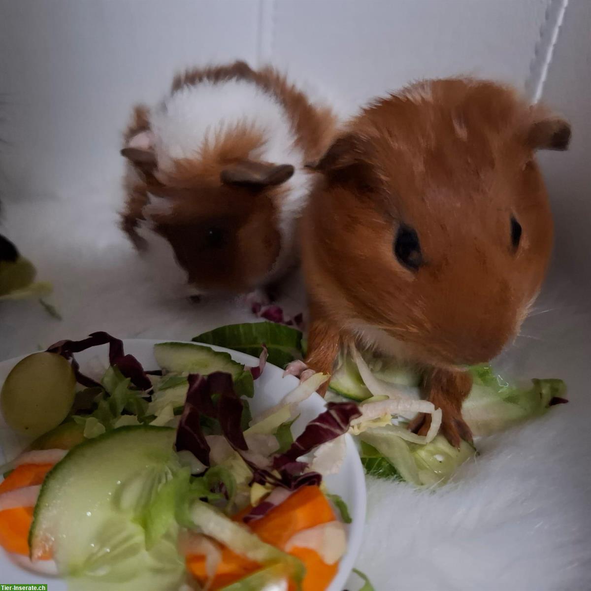 Bild 5: Meerschweinchen Papi mit 2 Söhne zu verkaufen